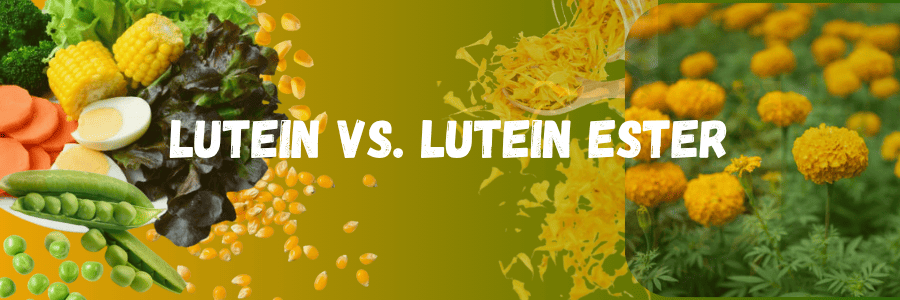 Lutein vs Lutein Ester: Key Differences, Benefits & Uses